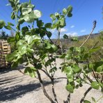 Pistácia (Pistacia Vera) ´AEGENIA´ – výška 130-170 cm , kont. C10L, SAMIČKA -NA KMIENKU